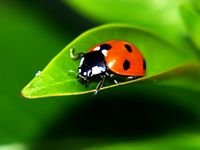 pic for Lady bug 